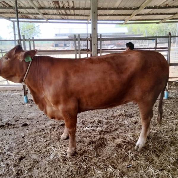 โครงการสร้างโคเนื้อคุณภาพสูง (Thai Black DLD) 