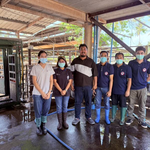 เหนี่ยวนำการเป็นสัดในแม่โคตัวรับ