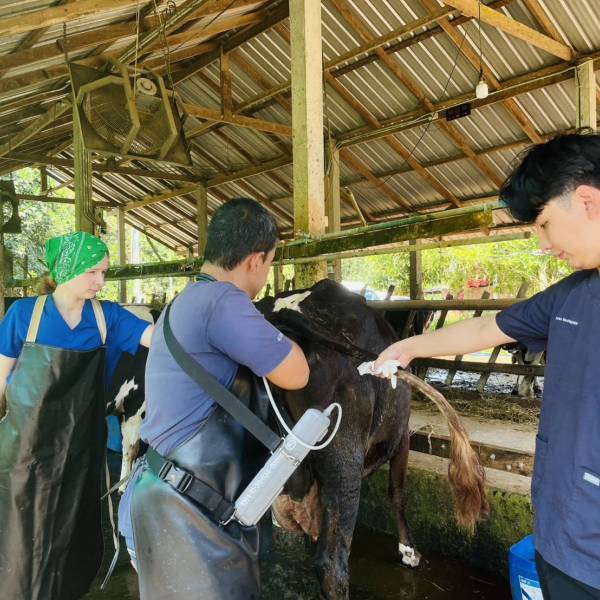 กิจกรรมโครงการผลิตพ่อพันธุ์โคนมทรอปิคอลโฮลสไตน์