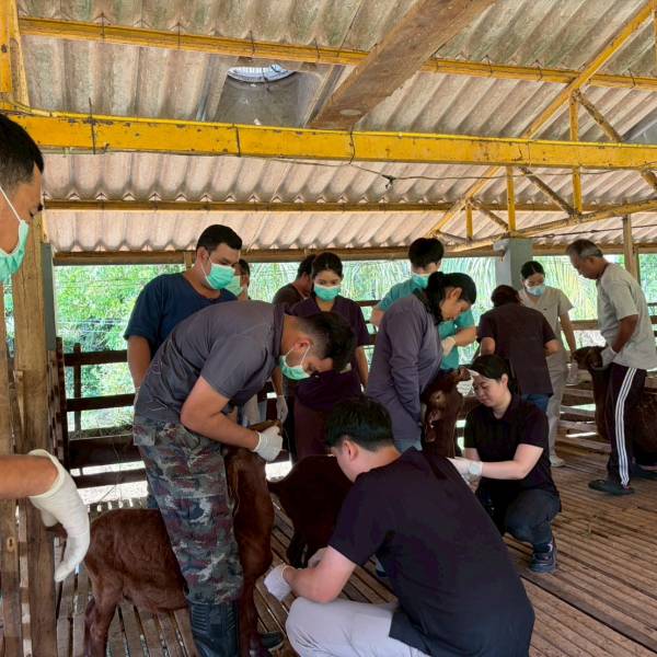 ฉีดวัคซีนป้องกันโรคในฝูงแพะพ่อแม่พันธุ์