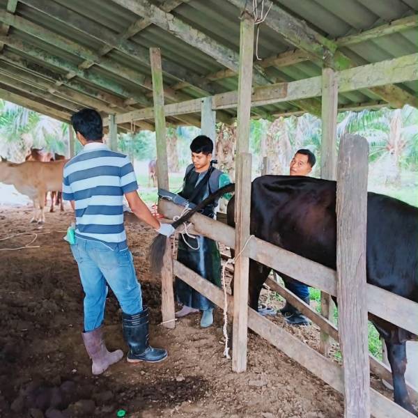 ✨ เพิ่มประสิทธิภาพการผลิตโคเนื้อด้วยน้ำเชื้อ THAI BLACK