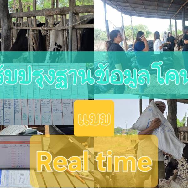 ปรับปรุงฐานข้อมูลโคนมแบบReal time