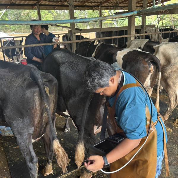 เพิ่มประสิทธิภาพระบบสืบพันธุ์โคนมระดับสหกรณ์ 