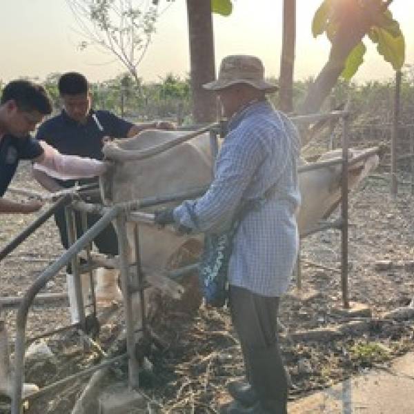 วันที่ 17 มีนาคม 2569 ศูนย์วิจัยการผสมเทียมฯ เชียงใหม่ ลงพื้นที่ลำพูน เดินหน้าขยายพันธุ์วัว 