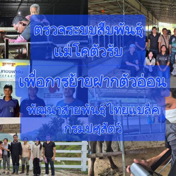 ตรวจระบบสืบพันธุ์แม่โคตัวรับเพื่อการย้ายฝากตัวอ่อนสำหรับพัฒนาสายพันธุ์ไทยแบล็คกรมปศุสัตว์