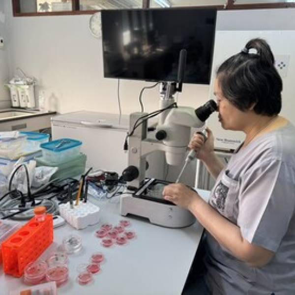 วันที่ 19 มีนาคม 2569 ศูนย์วิจัยการผสมเทียมฯเชียงใหม่ ร่วมกับศูนย์วิจัยเทคโนโลยีชีวภาพการย้ายฝากตัวอ่อนและเซลล์สืบพันธุ์สัตว์ ขับเคลื่อนนโยบาย DLD Co-ordinator : DLD-C ปฏิบัติงานเจาะเก็บโอโอไซต์ของแม่พันธุ์โคเนื้อพันธุ์ไทยแบล๊ค DLD ในโครงการการยกระดับศักย