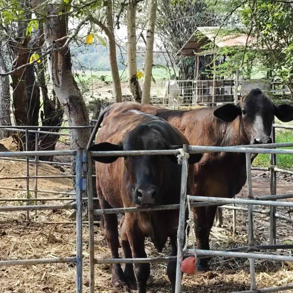 การสร้างโคเนื้อคุณภาพสูงพันธุ์ไทยแบล็คกรมปศุสัตว์ 