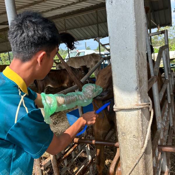 โครงการสร้างโคเนื้อคุณภาพสูง (Thai Black DLD)