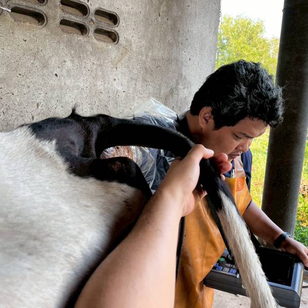 โครงการพัฒนาพ่อพันธุ์โคนมทรอปิคอลโฮลสไตน์