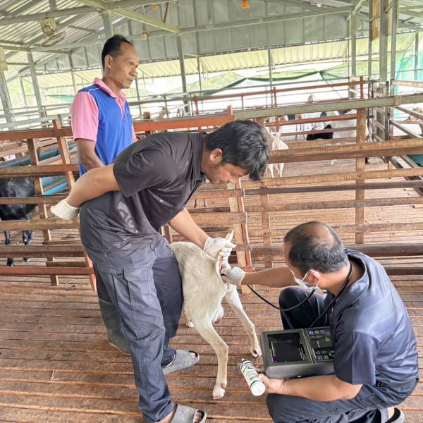 ตรวจการตั้งท้องในแพะที่ได้รับการผสมเทียม