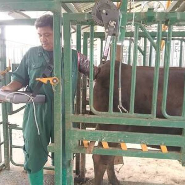 ตรวจคัดเลือกระบบสืบพันธุ์แม่โคตัวรับ