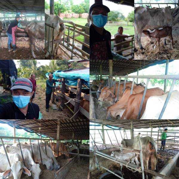 ตรวจระบบสืบพันธุ์ ผสมเทียมโคเนื้อและติดตามลูกเกิด