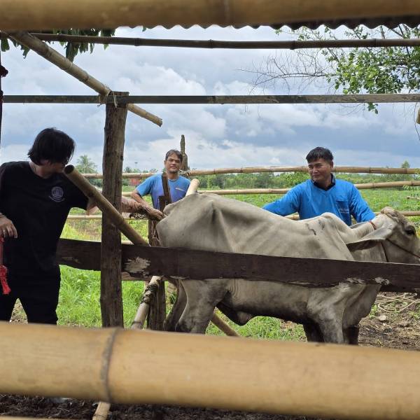 แก้ไขปัญหาระบบสืบพันธุ์โคเนื้อในโครงการโคบาลบูรพา