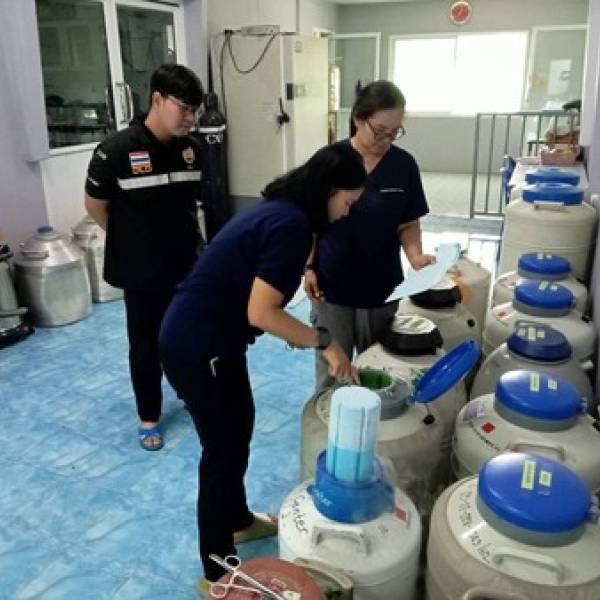 ปฏิบัติงานการตรวจต่ออายุศูนย์ผลิตน้ำเชื้อมาตรฐาน