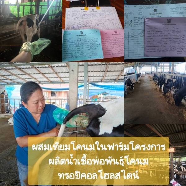 ผสมเทียมโคนมในฟาร์มโครงการทรอปิคลอโฮลสไตน์