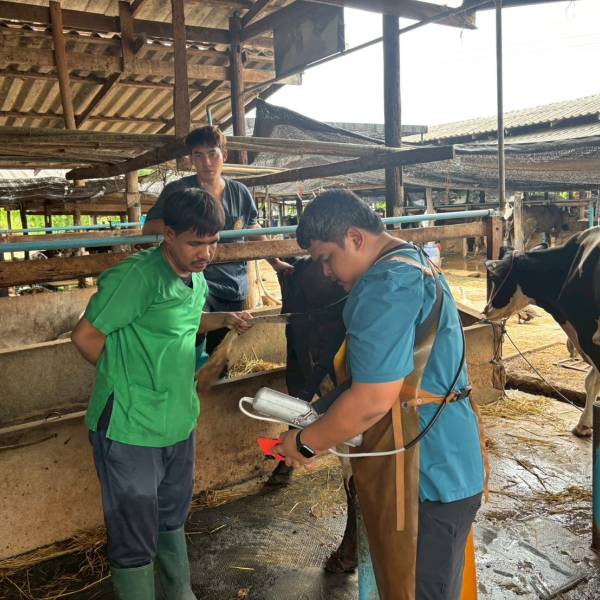 พัฒนาพ่อพันธุ์โคนมทรอปิคอลโฮลสไตน์📍ในพื้นที่ ต.บ้านฆ้อง อ.โพธาราม จ.ราชบุรี