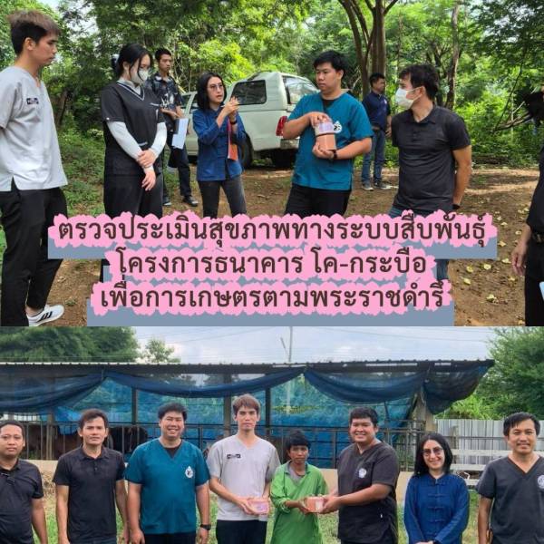 ตรวจการตั้งท้องโคในโครงการธนาคารโคกระบือ