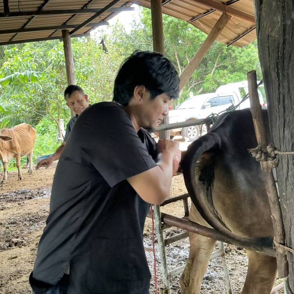 🩺แก้ไขปัญหาระบบสืบพันธุ์โคเนื้อในโครงการโคบาลบูรพา🐂