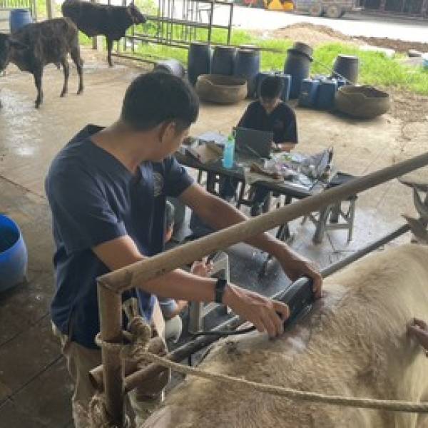 วันที่ 26 สิงหาคม 2569 ศูนย์วิจัยการผสมเทียมฯเชียงใหม่ ปฏิบัติงานตรวจอัลตราซาวด์ ยกระดับโคเนื้อ 