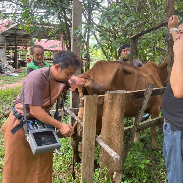 ตรวจระบบสืบพันธุ์โคเนื้อ และสอดฮอร์โมนเพื่อทำการเหนี่ยวนำการเป็นสัด